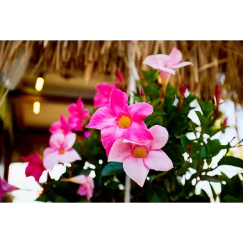 Plumeria Plant